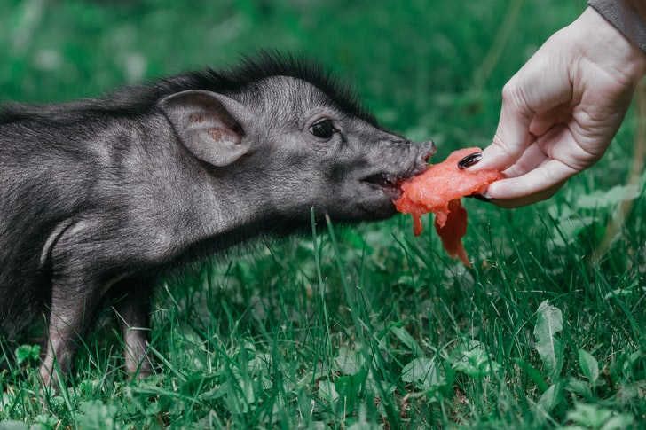 Don't Feed the Narcissist!